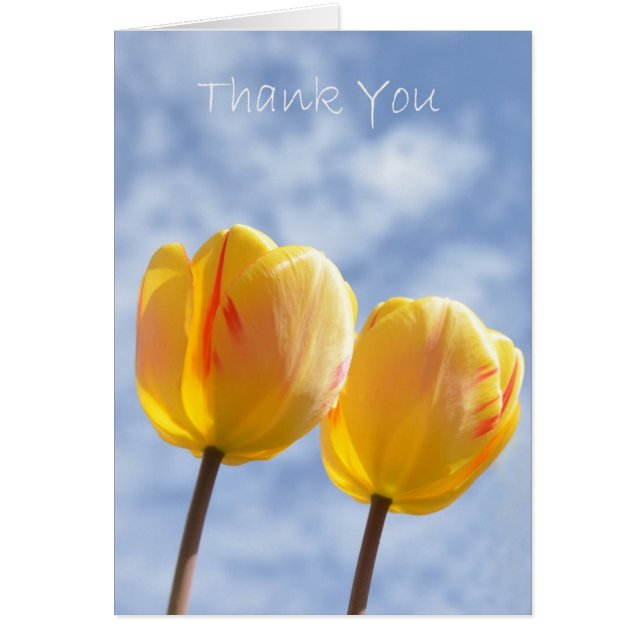 Gelbe Tulipen am Himmel (Vorne)