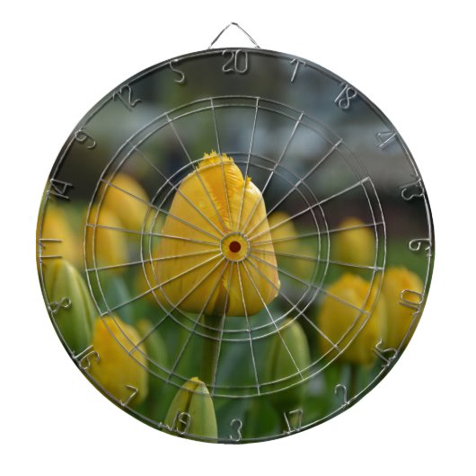 Gelbe Tulipen im Feld Dartscheibe (vorne)