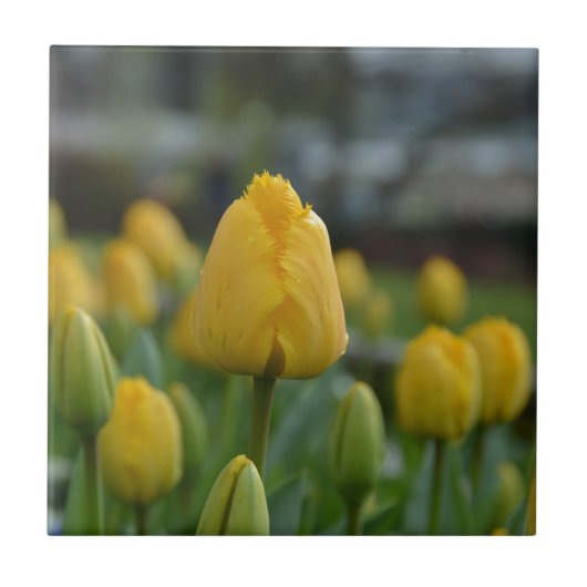 Gelbe Tulipen im Feld Fliese (Vorderseite)