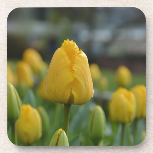 Gelbe Tulipen im Feld Untersetzer (Vorderseite)