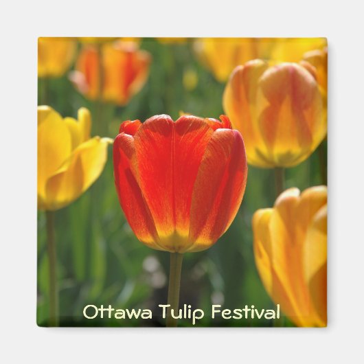 Gelbe Tulipen, Orangefarbene Tulpen Magnet (Vorne)