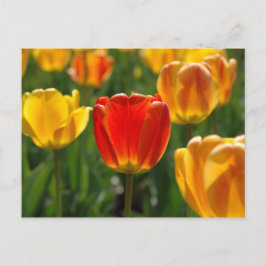 Gelbe Tulipen, Orangefarbene Tulpen Postkarte
