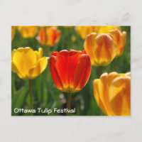 Gelbe Tulipen, Orangefarbene Tulpen