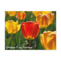 Gelbe Tulipen, Orangefarbene Tulpen