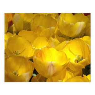 Gelbe Tulips 20" x 16" Foto drucken