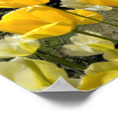 Gelbe Tulips aus Arboretum Volcji Potok Slowenien Poster (Ecke)