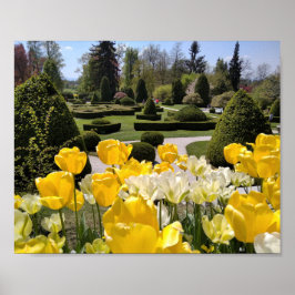 Gelbe Tulips aus Arboretum Volcji Potok Slowenien Poster