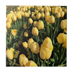 Gelbe Tulips in einem Feld, Oregon Fliese