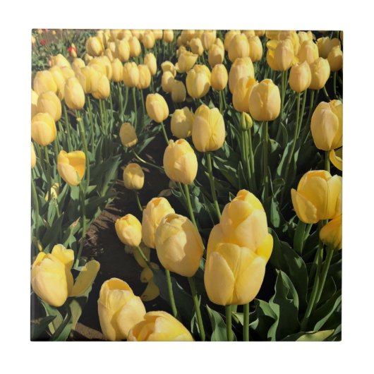 Gelbe Tulips in einem Feld, Oregon Fliese (Vorderseite)