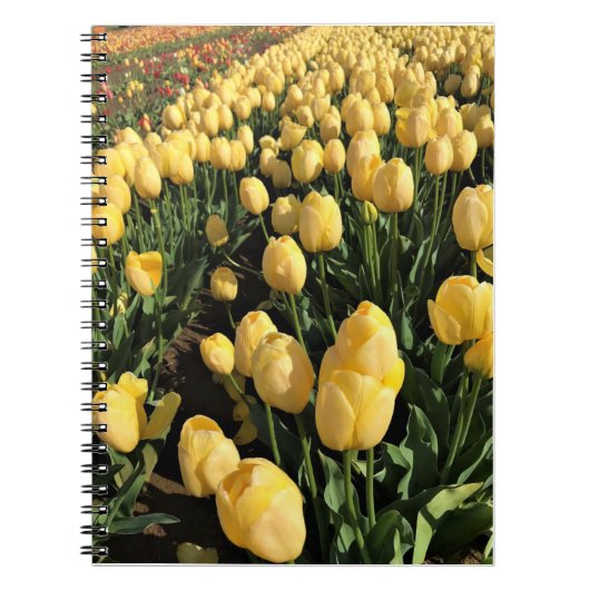 Gelbe Tulips in einem Feld, Oregon Notizblock (Vorderseite)