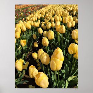 Gelbe Tulips in einem Feld, Oregon Poster