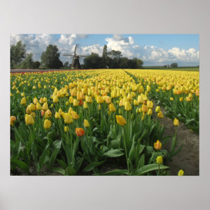Gelbe Tulips in einem Feldholland Poster