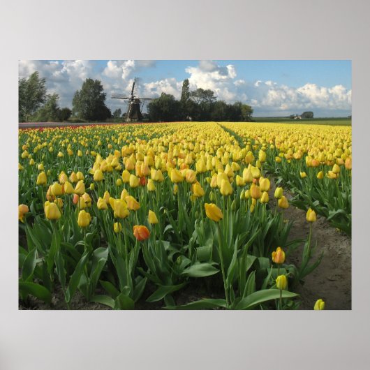 Gelbe Tulips in einem Feldholland Poster (Vorne)
