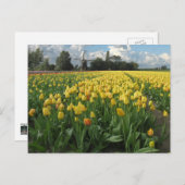 Gelbe Tulips in einem Field Holland Postkarte (Vorne/Hinten)