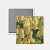 Gelbe Tulips Magnet (Vorderseite/Rückseite)