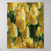 Gelbe Tulips Poster (Vorne)