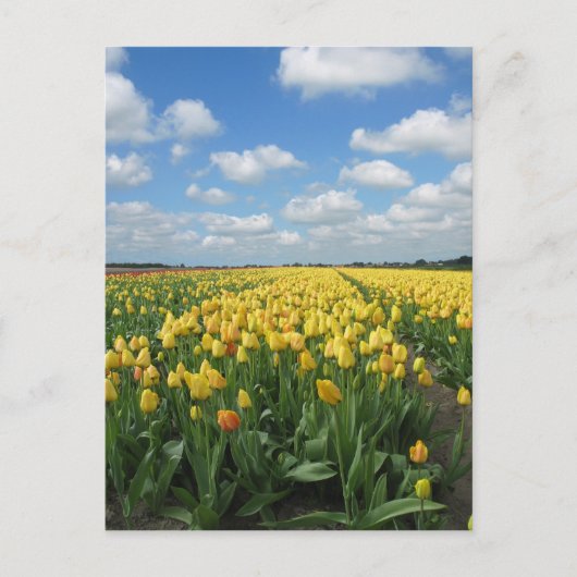 Gelbe Tulips Postkarte (Vorderseite)