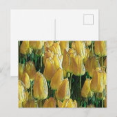 Gelbe Tulips Postkarte (Vorne/Hinten)