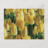 Gelbe Tulips Postkarte (Vorderseite)