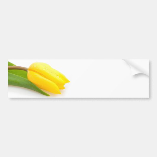 Gelbe Tulpe Autoaufkleber (Vorne)