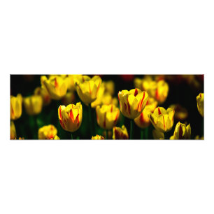 Gelbe Tulpe-Blume Fotodruck