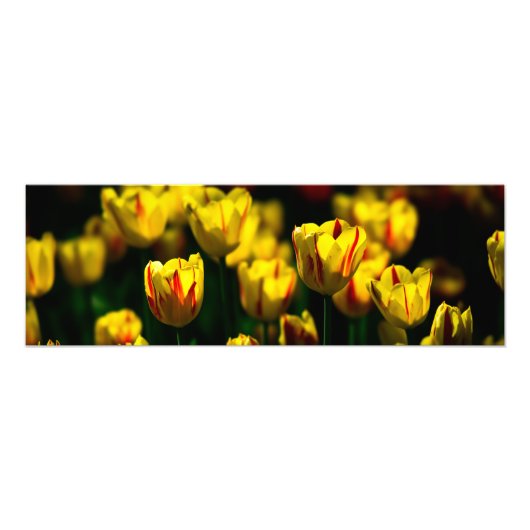 Gelbe Tulpe-Blume Fotodruck (Vorne)