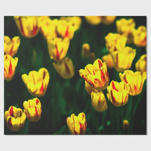 Gelbe Tulpe-Blume Geschenkpapier (Flach)