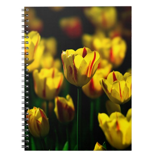 Gelbe Tulpe-Blume Notizblock (Vorderseite)