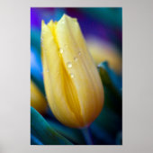 Gelbe Tulpe-Blume-Poster Poster (Vorne)