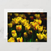 Gelbe Tulpe-Blume Postkarte (Vorne/Hinten)