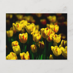 Gelbe Tulpe-Blume Postkarte