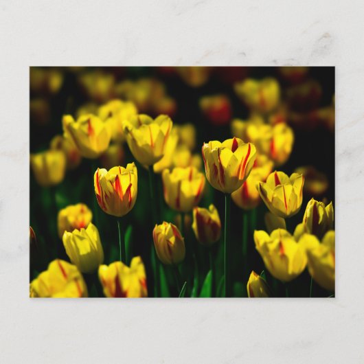 Gelbe Tulpe-Blume Postkarte (Vorderseite)