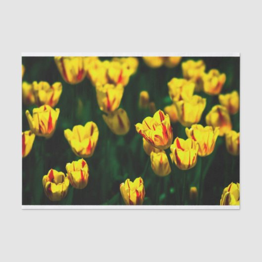 Gelbe Tulpe-Blume Seidenpapier (Vorderseite)