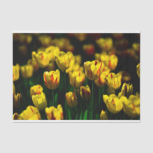 Gelbe Tulpe-Blume Seidenpapier