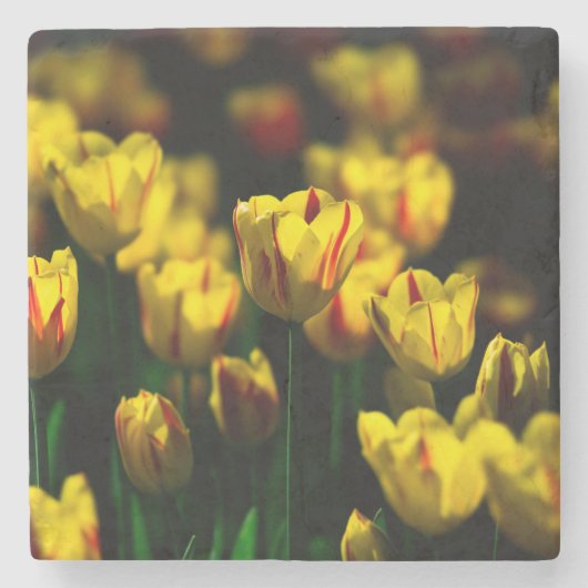 Gelbe Tulpe-Blume Steinuntersetzer (Vorderseite)