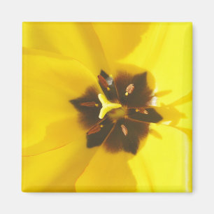 Gelbe Tulpe herausgestellter Magnet