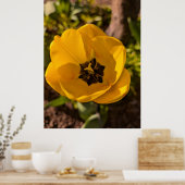 Gelbe Tulpe im Frühling Makro Poster (Küche)