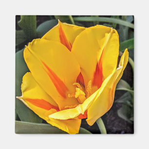 Gelbe Tulpe in Blütenmagnet Magnet