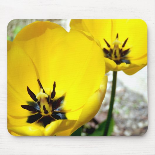 Gelbe Tulpe-Mäusematte Mousepad (Vorne)