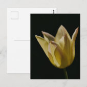 Gelbe Tulpe Postkarte (Vorne/Hinten)