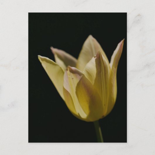 Gelbe Tulpe Postkarte (Vorderseite)