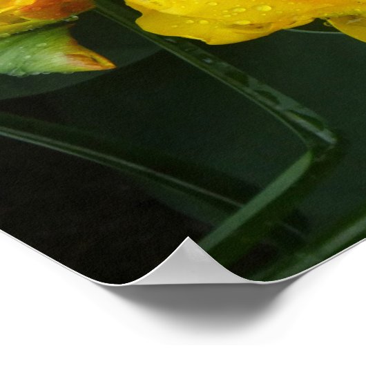 Gelbe Tulpe vom Keukenhof Park Poster (Ecke)