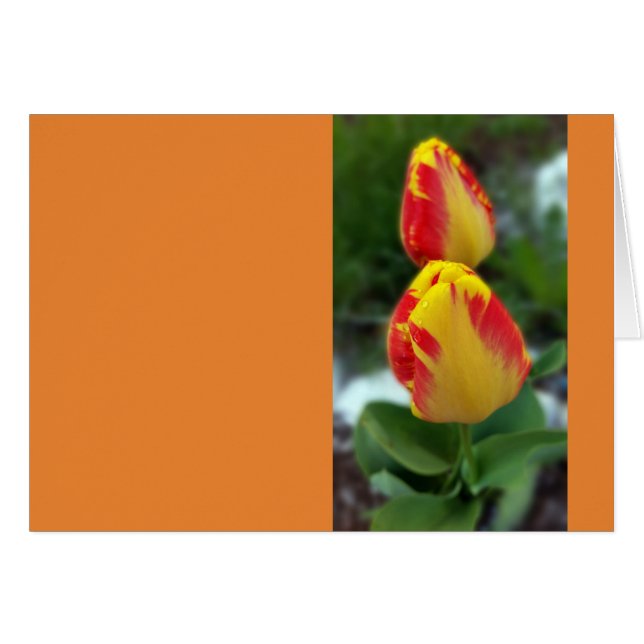 Gelbe Tulpen (Vorderseite (Horizontal))