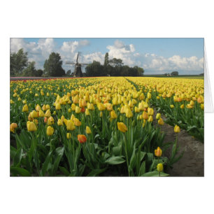 Gelbe Tulpen auf einem Gebiet und Windmühle in