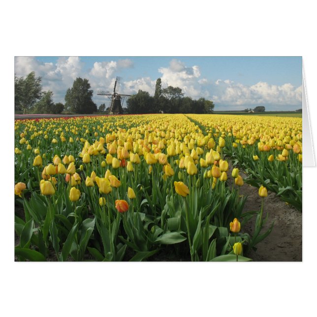 Gelbe Tulpen auf einem Gebiet und Windmühle in (Vorderseite (Horizontal))