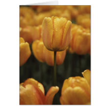 Gelbe Tulpen-Blankkarte