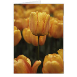 Gelbe Tulpen-Blankkarte