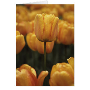 Gelbe Tulpen-Blankkarte
