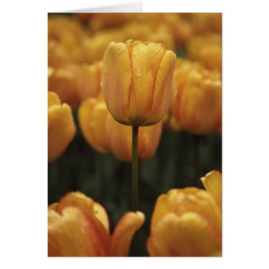 Gelbe Tulpen-Blankkarte (Vorne)
