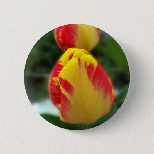 Gelbe Tulpen Button (Vorderseite)